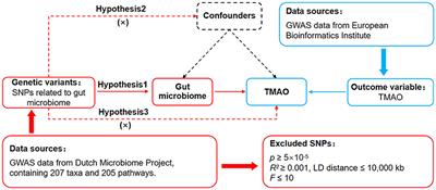 Unveiling the causal effects of gut microbiome on trimethylamine N-oxide: evidence from Mendelian randomization